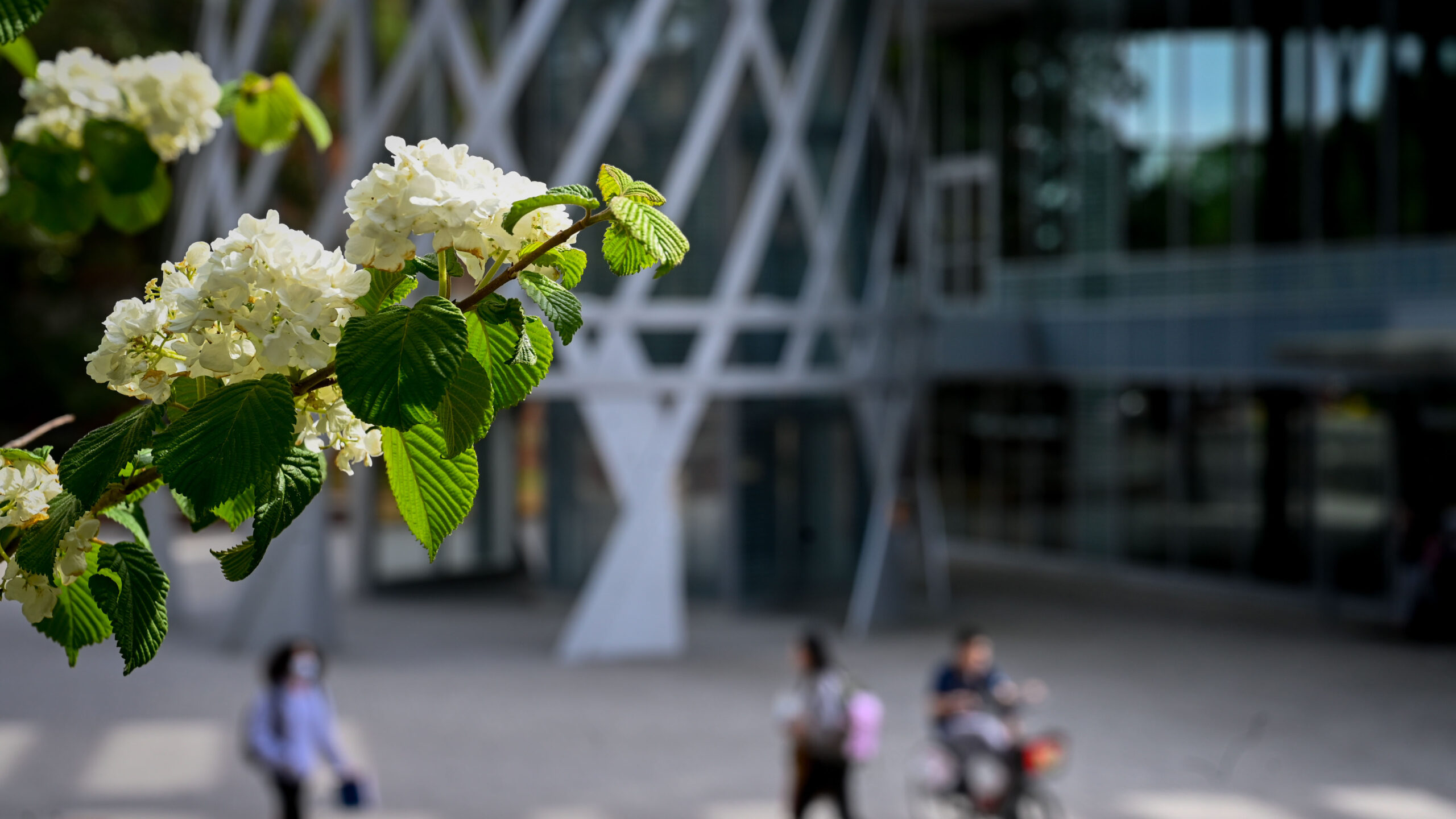 Springtime blooms on a tree by the Talley Student Union on main campus. Photo by Marc Hall