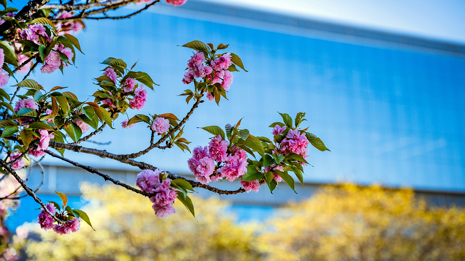 Spring blooms in early May in front of the Fitts-Woolard Engineering Building on Centennial Campus. Photo by Becky Kirkland.